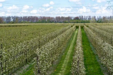 Spring white blossoms of pear trees on fruit orchards in Zeeland, Netherlands Stock Photos