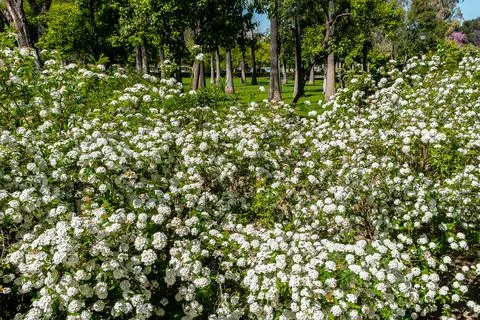 Spring White Blossoms Stock Photos