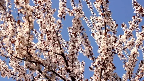 Spring white buds Video stock 105361666