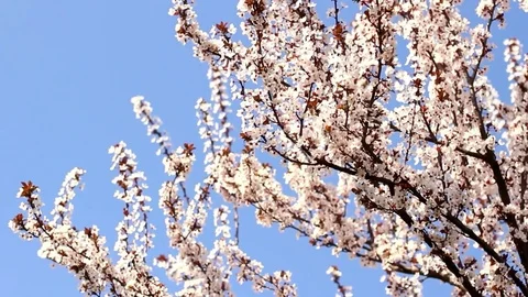 Spring white buds Video stock 105361687