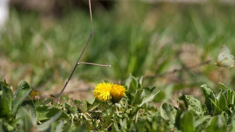 Spring. White butterfly flew to the dandelion. Taraxacum. Bright yellow flowers Stock Footage 128441046