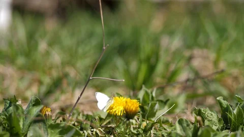Spring. White butterfly flew to the dandelion. Taraxacum. Bright yellow flowers Stock Footage 128441096
