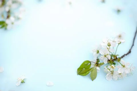 Spring white cherry blossom branches on blue. Floral pattern. Space for text Stock Photos