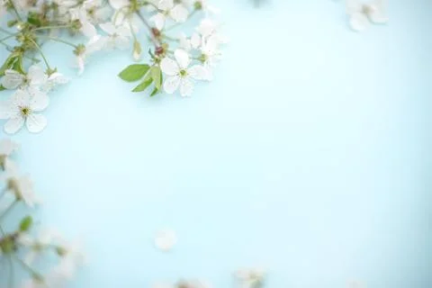 Spring white cherry blossom branches on blue. Floral pattern. Space for text Foto stock