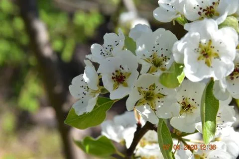 Spring White Cherry blossom 写真素材