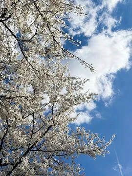 Spring white cherry blossoming branches with a background of a blue sky Stock-Fotos