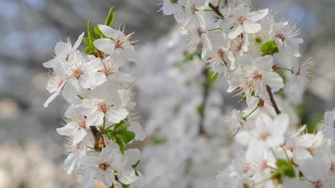 Spring white cherry blossoming flowers on the tree branches. Close up. Nature Stock Footage 264160582