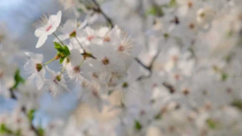 Spring white cherry blossoming flowers on the tree branches. Close up. Nature 動画素材 264160611