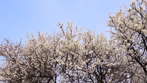 Spring White Cherry Blossoms Vídeo Stock 106058210