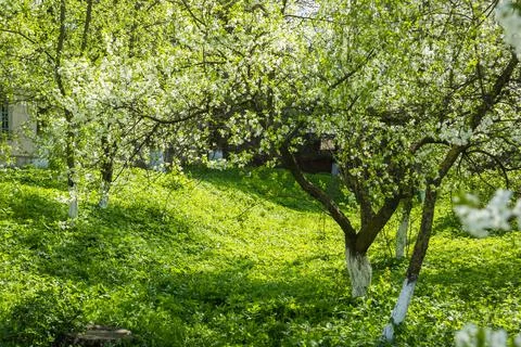 Spring white cherry blossoms in the green garden Stock Photos