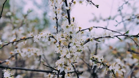 Spring White Cherry Tree Blossoms 4K 스톡 동영상 132207345