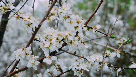 Spring White Cherry Tree Blossoms 4K 스톡 동영상 132207419