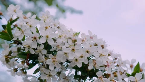 Spring White Cherry Tree Blossoms 4K 스톡 동영상 132207508