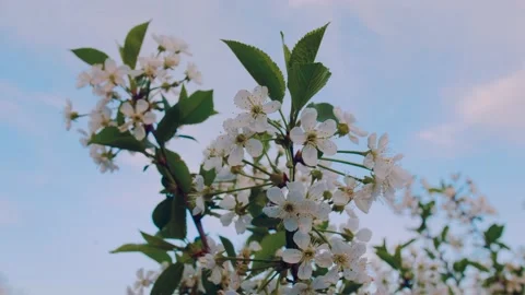 Spring White Cherry Tree Blossoms 4K 스톡 동영상 132207563