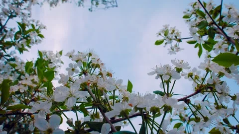 Spring White Cherry Tree Blossoms 4K 스톡 동영상 132207681