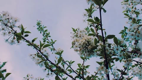 Spring White Cherry Tree Blossoms 4K 스톡 동영상 132207729