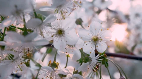Spring White Cherry Tree Blossoms 4K 스톡 동영상 132208006