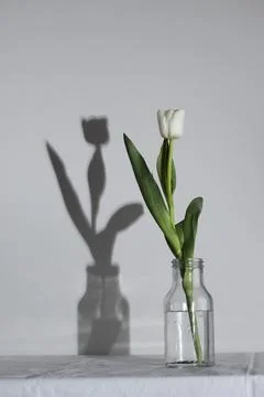 Spring white colored spring tulip with shadow in the bottle isolated on white Stock Photos