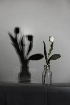 Spring white colored tulip with shadow in the bottle, concept of loneliness.. Foto stock