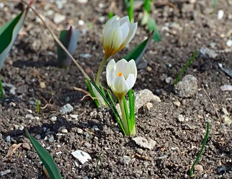 Spring white crocus. Stock Photos
