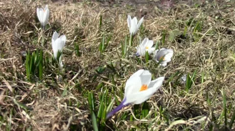 Spring white crocuses Stock Footage 22743218