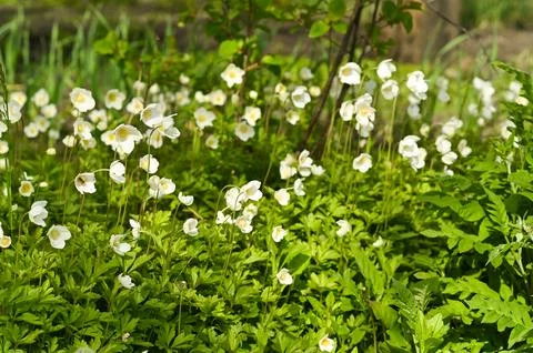 Spring white daffodils in the flower garden Stock Photos