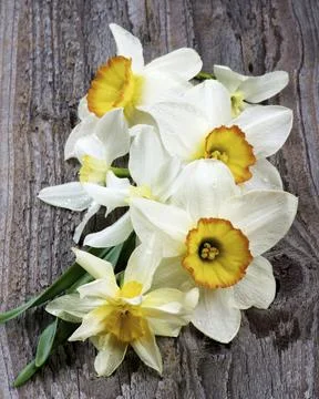 Spring White Daffodils Stock Photos