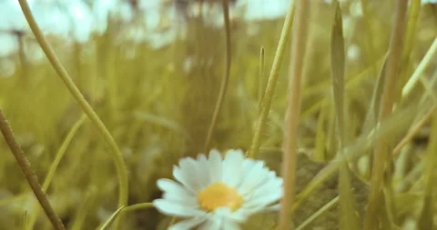 Spring, white daisy flower field meadow, field of white daisies waving Video stock 274479717
