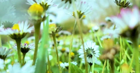 Spring, white daisy flower field meadow, field of white daisies waving Stock Footage 274479840