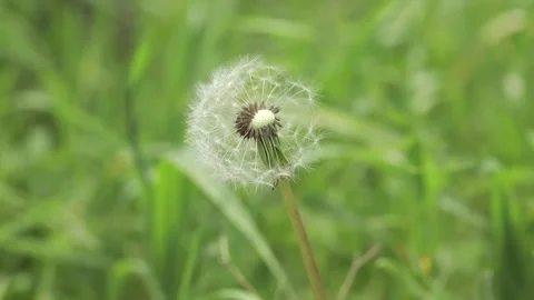 Spring white dandelion close up 스톡 동영상 240456063