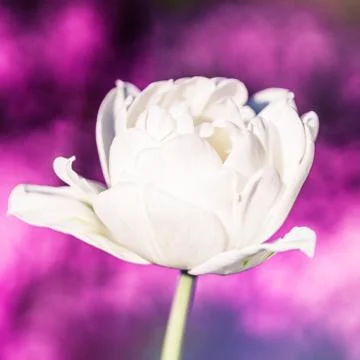 Spring white flower on blurred macro background. Spring or summer border Stock Photos