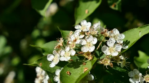 Spring white flower clusters of a shrub Photinia Villosa Stock Footage 312575932
