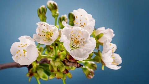 Spring white flower opening Stock Footage 184085983