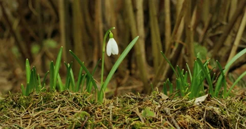 Spring white flower, snowdrop. Stock Footage 49864584