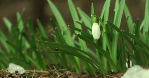 Spring white flower, snowdrop. Stock Footage 50065682