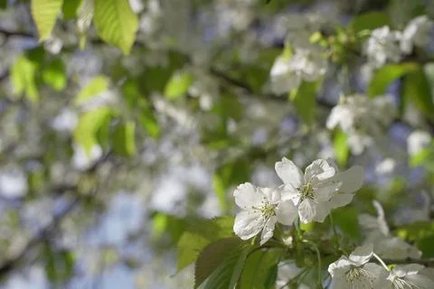 Spring white flowering cherry tree Stock Photos