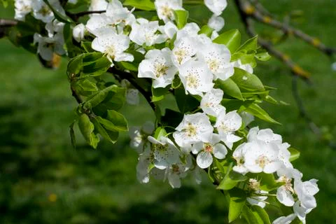 Spring white flowers of an apple-tree in a park close-up. Foto stock