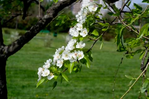 Spring white flowers of an apple-tree in a park close-up. Stock Photos