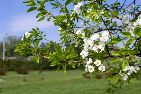 Spring white flowers of an apple-tree in a park close-up. Stock Photos