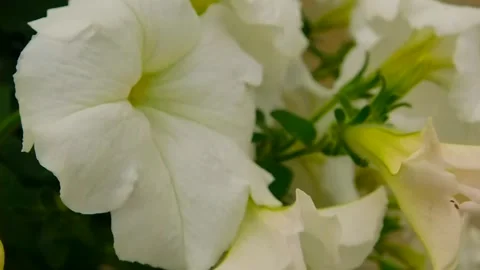 Spring White Flowers Blooming Animation Stock Footage 307874329