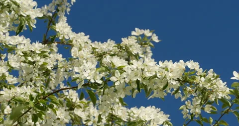 Spring white flowers blooming apple orchard Stock Footage 113478281