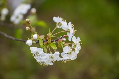 Spring white flowers. Blooming cherry in spring. Natural flower background. 스톡 사진