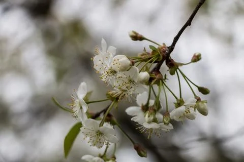 Spring white flowers. Blooming cherry in spring. Natural flower background. Stock Photos