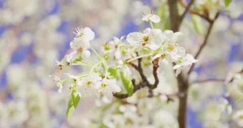 Spring White Flowers Blooming in Tree Stock Footage 188660572