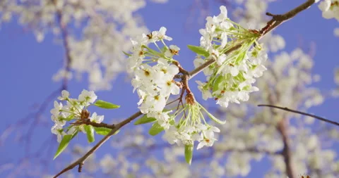 Spring White Flowers Blooming in Tree Stock Footage 188660679