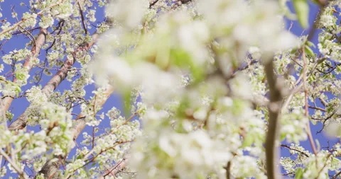 Spring White Flowers Blooming in Tree, White flowers on tree in spring, blooming Stockbeeldmateriaal 188662049