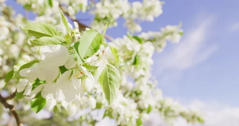 Spring White Flowers Blooming in Tree, White flowers on tree in spring, blooming Stock Footage 188662527