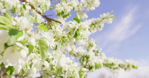 Spring White Flowers Blooming in Tree, White flowers on tree in spring, blooming Stock Footage 188664498