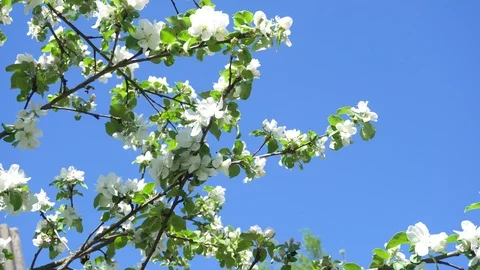 Spring white flowers on a branch of apples in the afternoon Stock Footage 90244329