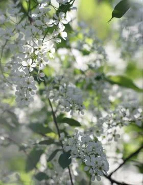 Spring white flowers of cherry on the background of green leaves Stock Photos